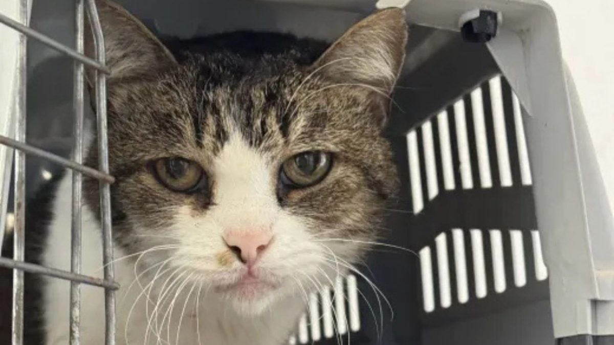 Cinco anos depois do desaparecimento, gata aparece em abrigo e aparenta ser apenas mais um animal perdido, até que funcionários encontram uma pista que a levou direto para os braços da dona
