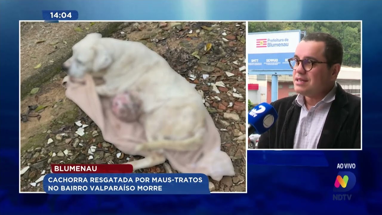 Prefeitura de Blumenau: vai instalar câmeras em pontos onde cachorros são abandonados