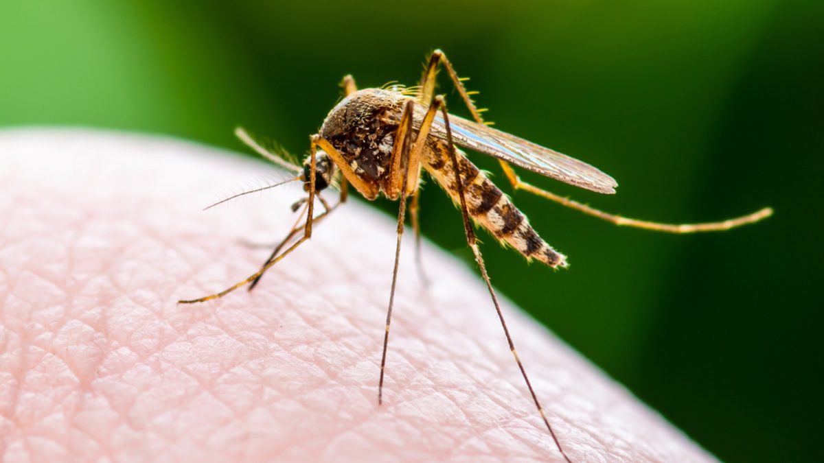 Transmitida por mosquitos, Febre do Nilo Ocidental causa morte em SC; entenda os sintomas da doença rara e os cuidados necessários para prevenção