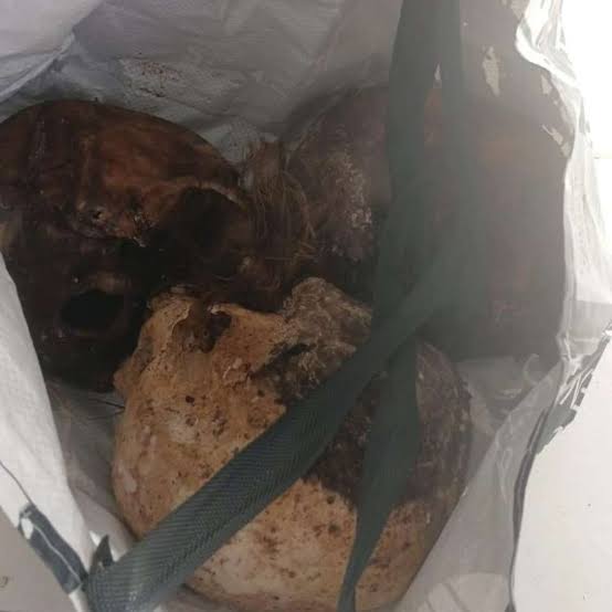 Três crânios humanos são encontrados dentro de sacola em caps de Taquara, no RS |