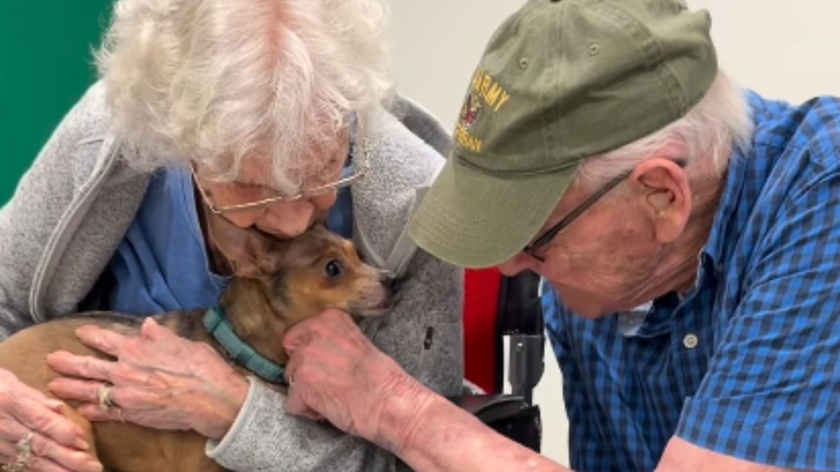 Chihuahua resgatada encontrou mulher de 90 anos, mas o encontro tomou outro rumo quando ficou claro que as duas procuravam exatamente a mesma coisa