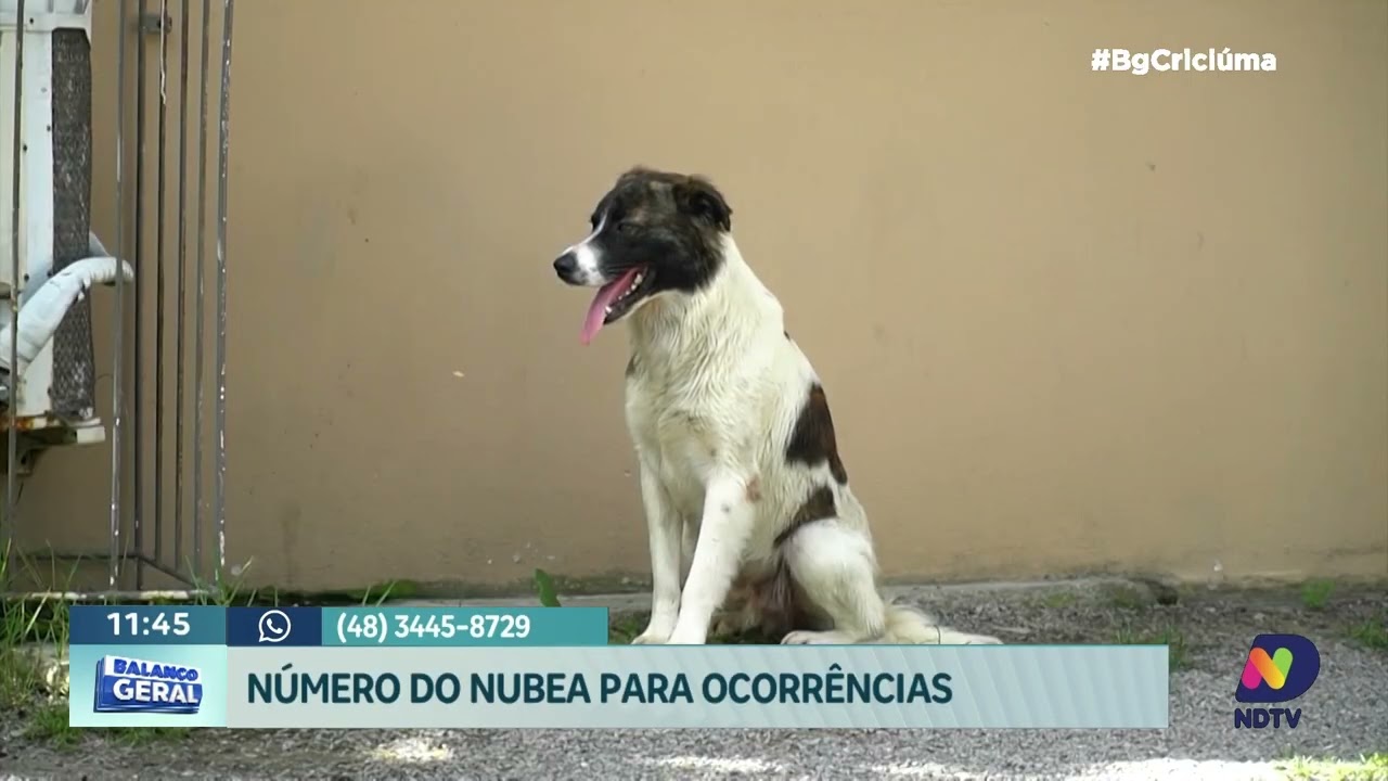 Nubea reforça fiscalização contra maus-tratos a animais em Criciúma