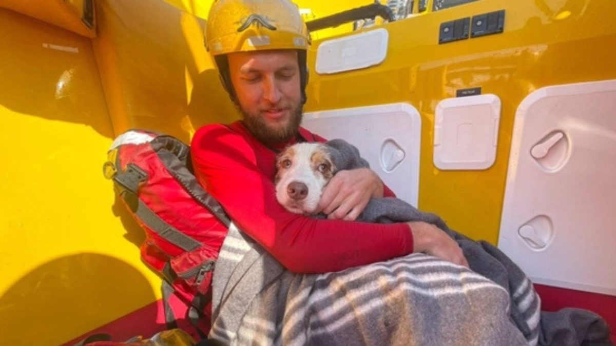 Cachorro é levado pelo mar e desaparece diante dos donos: Bean foi arrastado por 200 metros, e os socorristas precisaram entrar na água para encontrá-lo