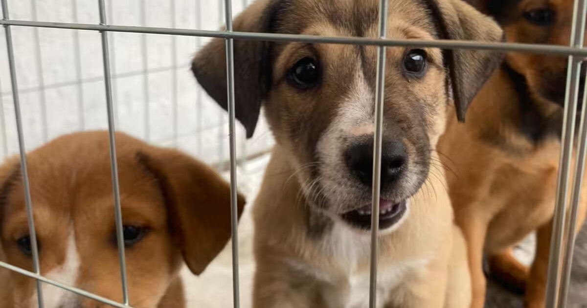 Atendimento veterinário emergencial de 24h está com cadastro aberto em Brusque