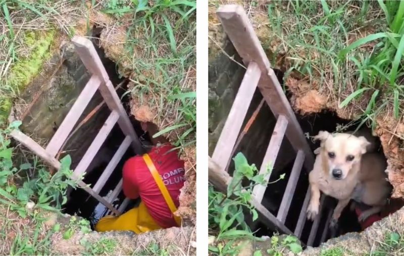 Doguinho caramelo apronta e acaba preso em bueiro gigante em Armação