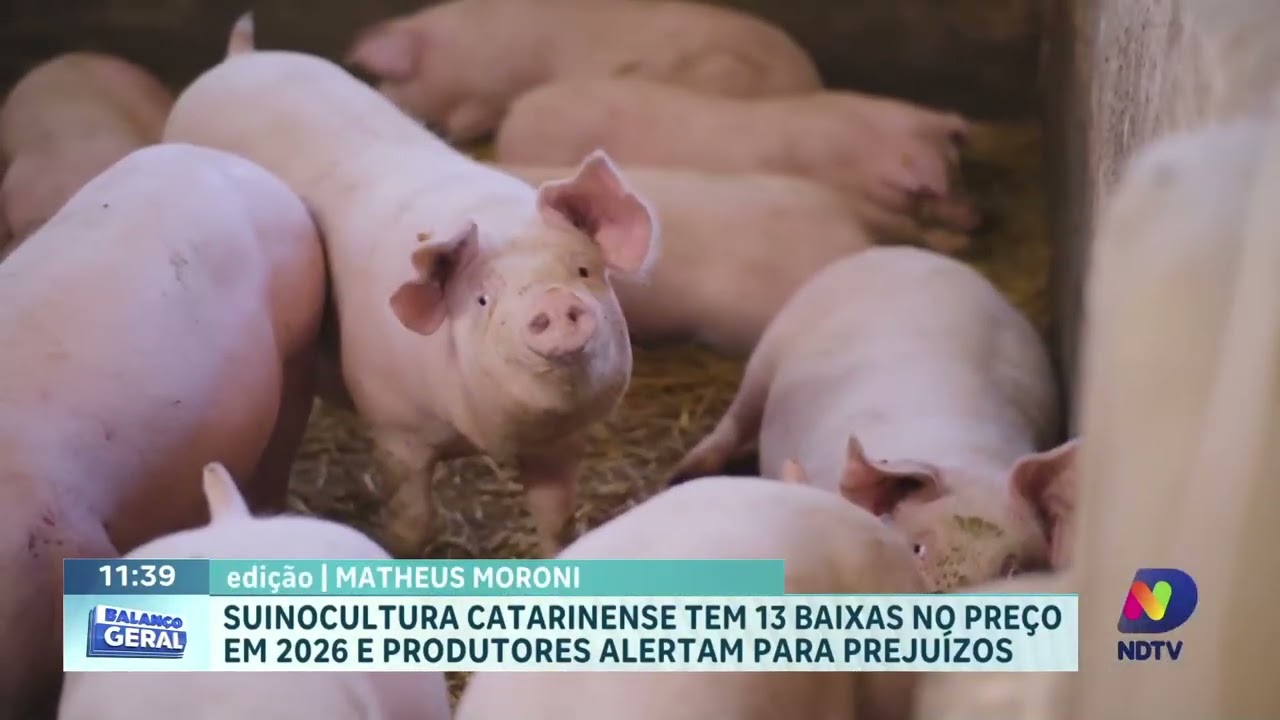 Suinocultura de SC registra 13 baixas no preço em 2026