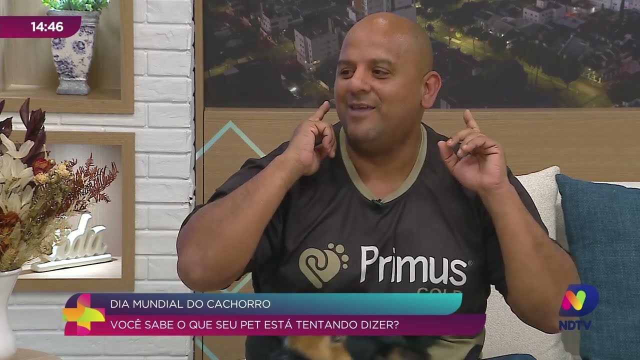 Rabo, orelhas e olhar: aprenda a entender seu cachorro