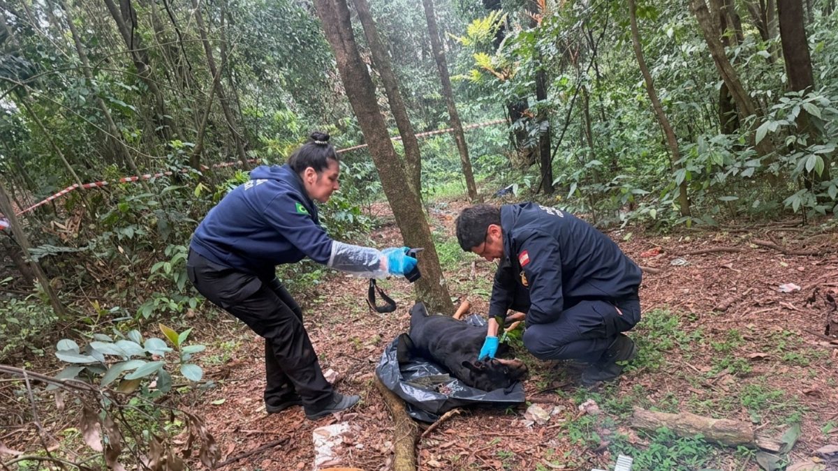 Cadela Rottweiler é encontrada morta, presa pela corrente e coleira, com sinais de suposto enforcamento em Chapecó