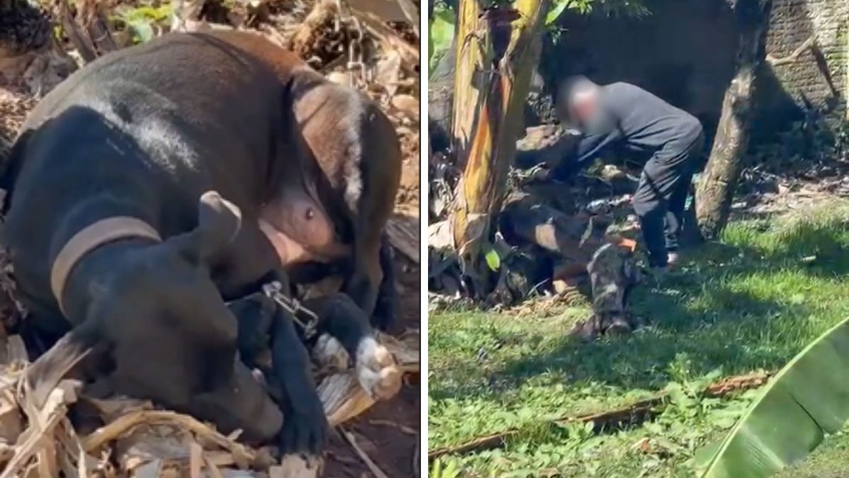 Idoso é detido durante ação após caso de filhotes mortos com facão em Joinville