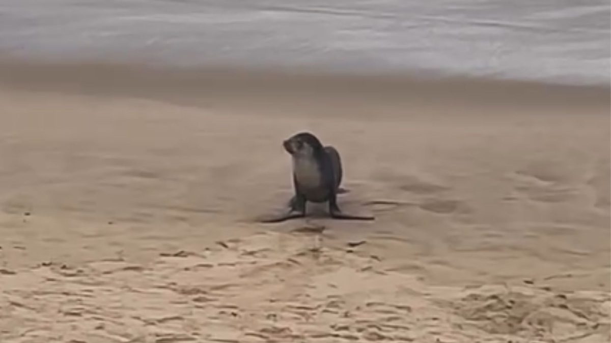 Animal marinho coberto de pelos é flagrado descansando na areia de praia em SC
