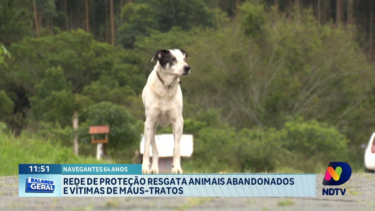 Rede de Proteção resgata animais abandonados e vítimas de maus-tratos