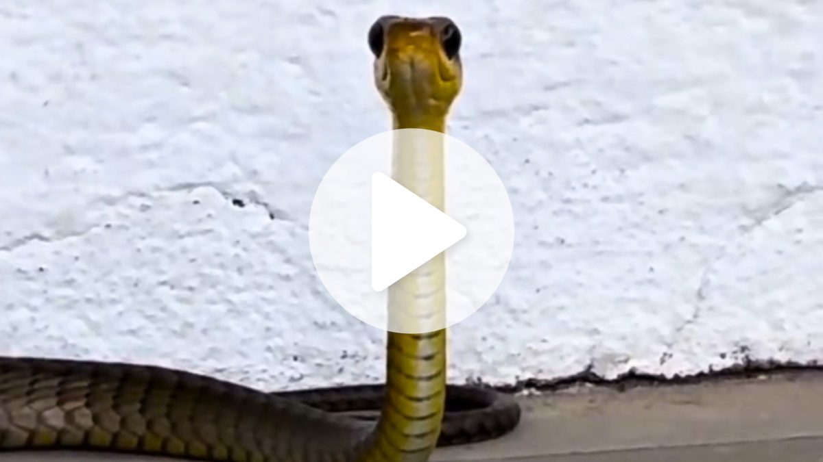 Vanessa da Mata se diverte com cobra ‘cabeça de avestruz’ em SC: ‘Uma fofura da tia’
