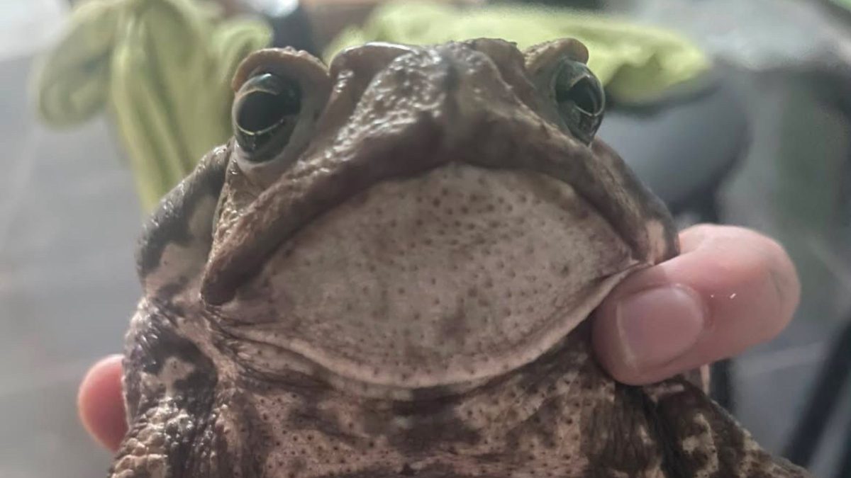 Sapo é encontrado agonizando com boca colada em SC: ‘Ser humano perdeu a humanidade’