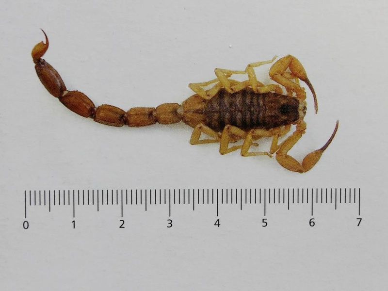 Escorpião amarelo mantém alerta em Navegantes com mais de 400 capturas no ano