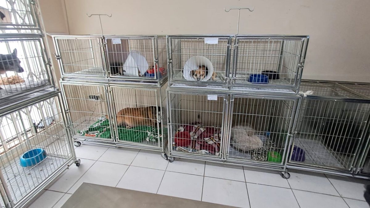 Animais infectados sem isolamento: fiscalização expõe irregularidades em clínica de Joinville
