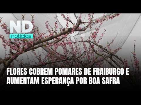 Pomares de Fraiburgo ganham cores com florada de pêssegos e ameixas