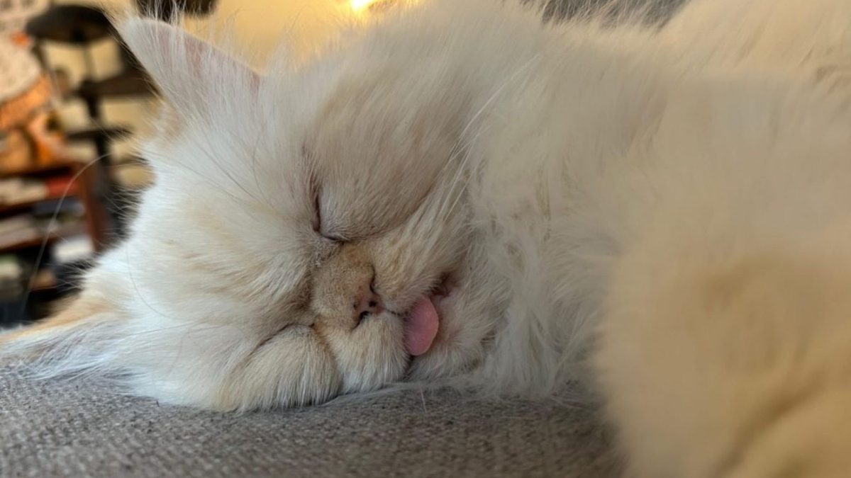 Atropelado e operado, gato persa idoso recebeu outro diagnóstico difícil, mas continua sério enquanto espera por uma família que o acolha