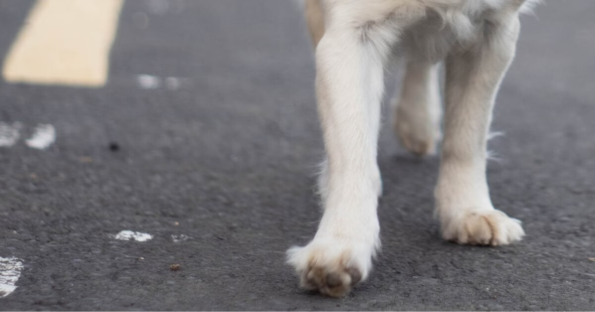 Motociclista cai após cachorro tentar atravessar a rua no Limoeiro, em Brusque