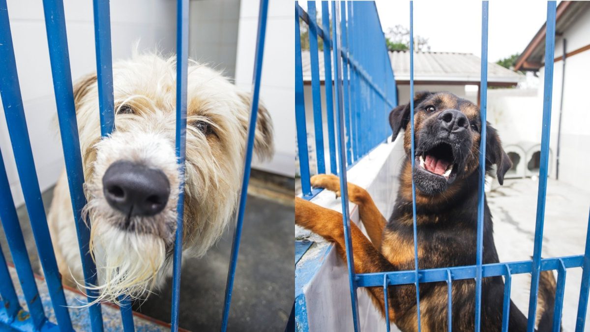 Evento incentiva adoção de cães com leishmaniose em Florianópolis; doença tem tratamento e não impede vida saudável