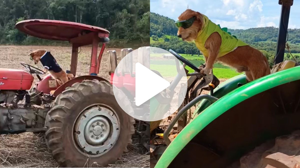 VÍDEO: Cachorro adotado troca apartamento pela vida no campo e vira ‘astro do trator’ em SC