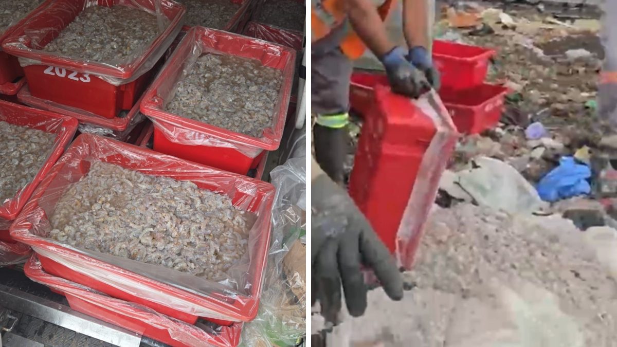 Fiscalização apreende 4,5 toneladas de camarão após flagrar uso de produto usado para mascarar má qualidade em SC