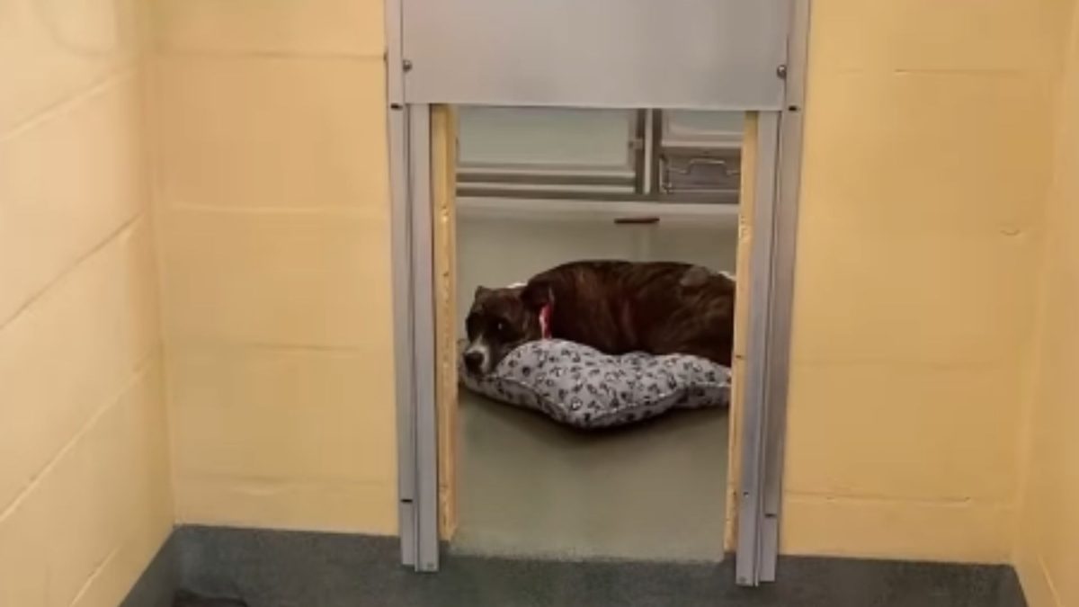 Cadela de três patas se despede do abrigo onde se sentia segura e viaja mais de 2 mil km, depois que seu vídeo chega a pessoas que nunca a conheceram e que vão ser sua nova família