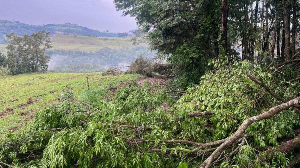 Ventania arranca árvores de grande porte pela raiz, destelha casas e deixa moradores desalojados em SC
