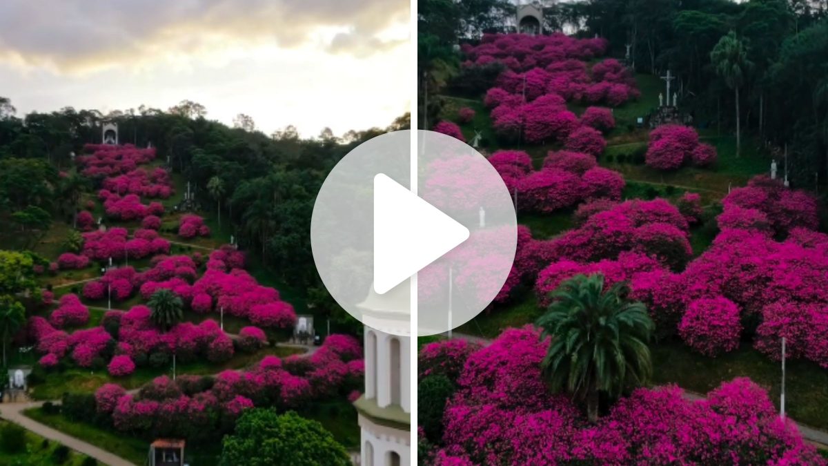 Flores rosas explodem em meio ao verde e transformam morro de santuário de SC: ‘toda a criação louva a Deus’