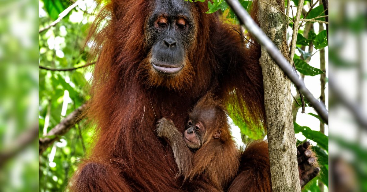 Resgatada do tráfico de animais quando filhote, orangotango passa anos em reabilitação, volta para a natureza e surpreende monitores ao aparecer carregando seu próprio filhote nos braços