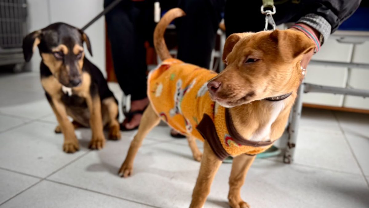 Flávio Bolsonaro, Renan Santos e Augusto Cury não propõem políticas especificas para animais em 2026