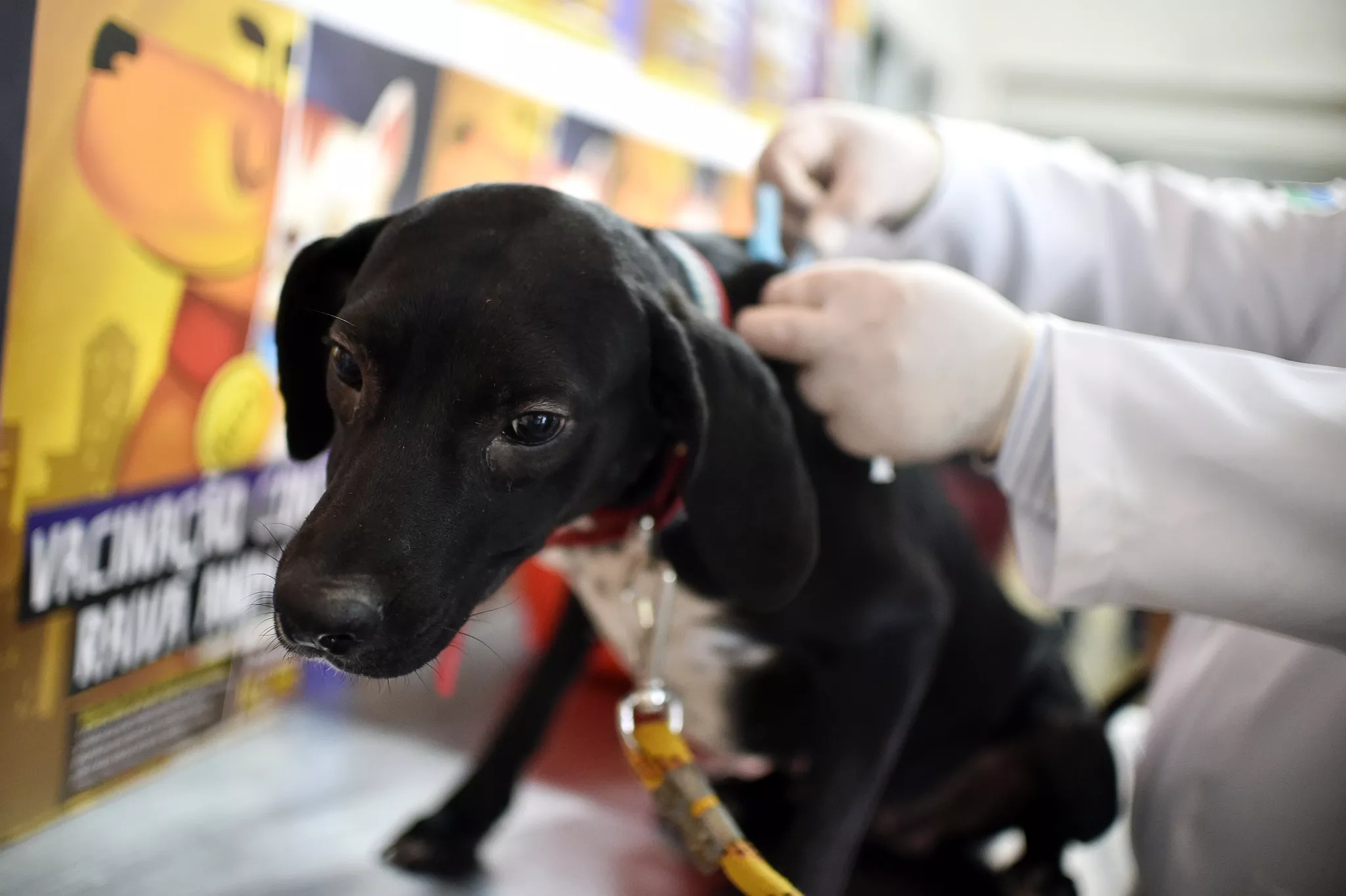 Campanha de vacinação de pets contra a raiva termina neste sábado no DF; veja como participar