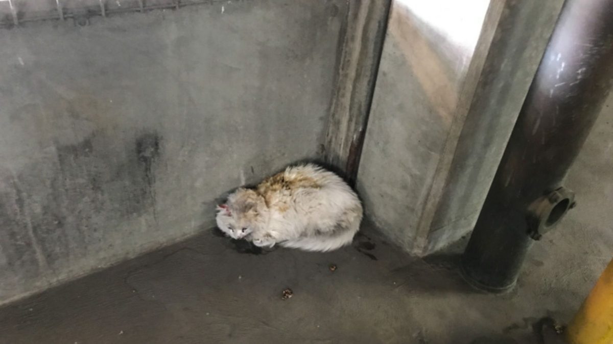Por horas, gata fica presa no motor de um carro sem ser percebida, até que luzes no painel fazem o motorista investigar e descobrir que havia um animal escondido entre as peças