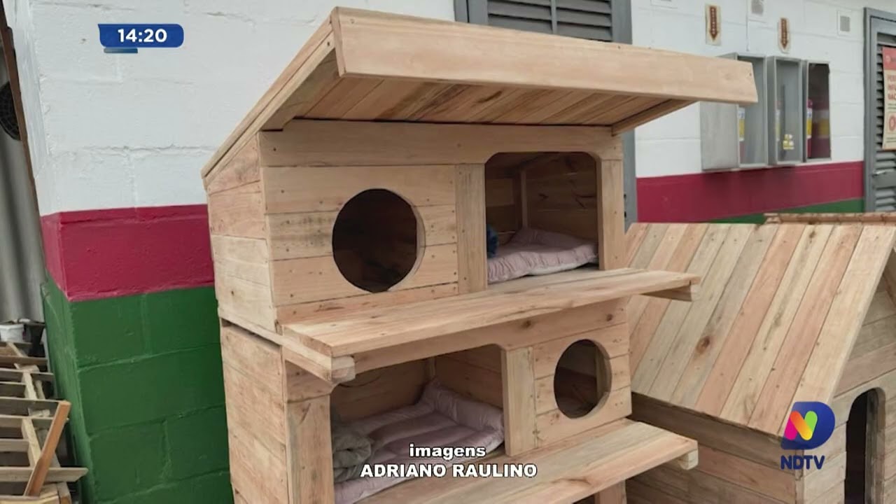 Gatos comunitários ganham casinhas feitas pela Penitenciária Industrial de Blumenau