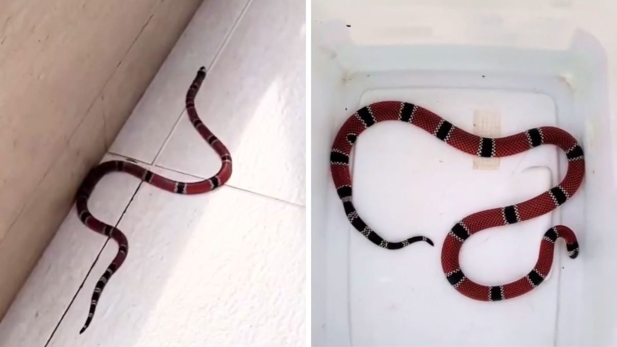 Cobra mais venenosa do Brasil aparece em casa e ‘detalhe’ quase engana moradores em SC