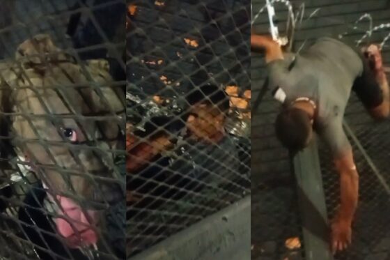 Homem invade comércio, é atacado por pit bulls e fica preso na concertina ao tentar fugir no Monte Alegre