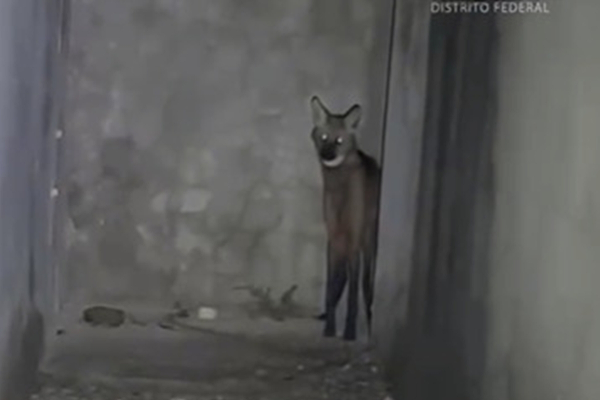 Lobo-guará é resgatado dentro de casa no DF e depois devolvido à natureza