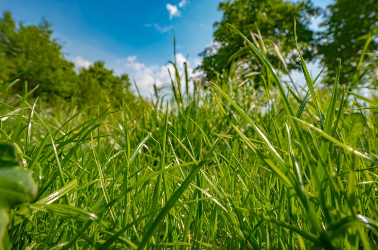 Comissões discutem multas ambientais aplicadas a produtores de Minas Gerais