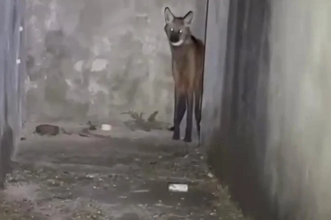 Vídeo: lobo-guará é resgatado em casa abandonada na Ponte Alta