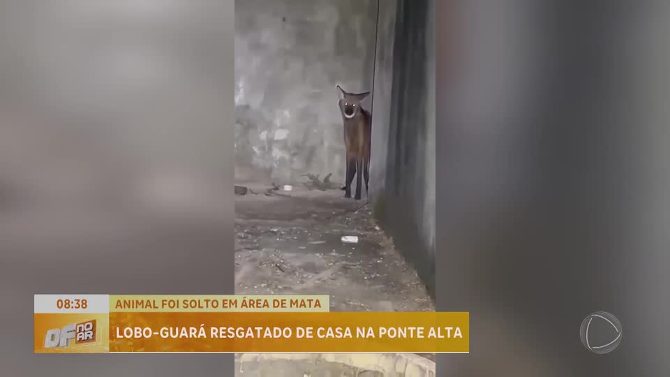 Polícia Militar Ambiental resgata lobo-guará em casa abandonada no Gama (DF)