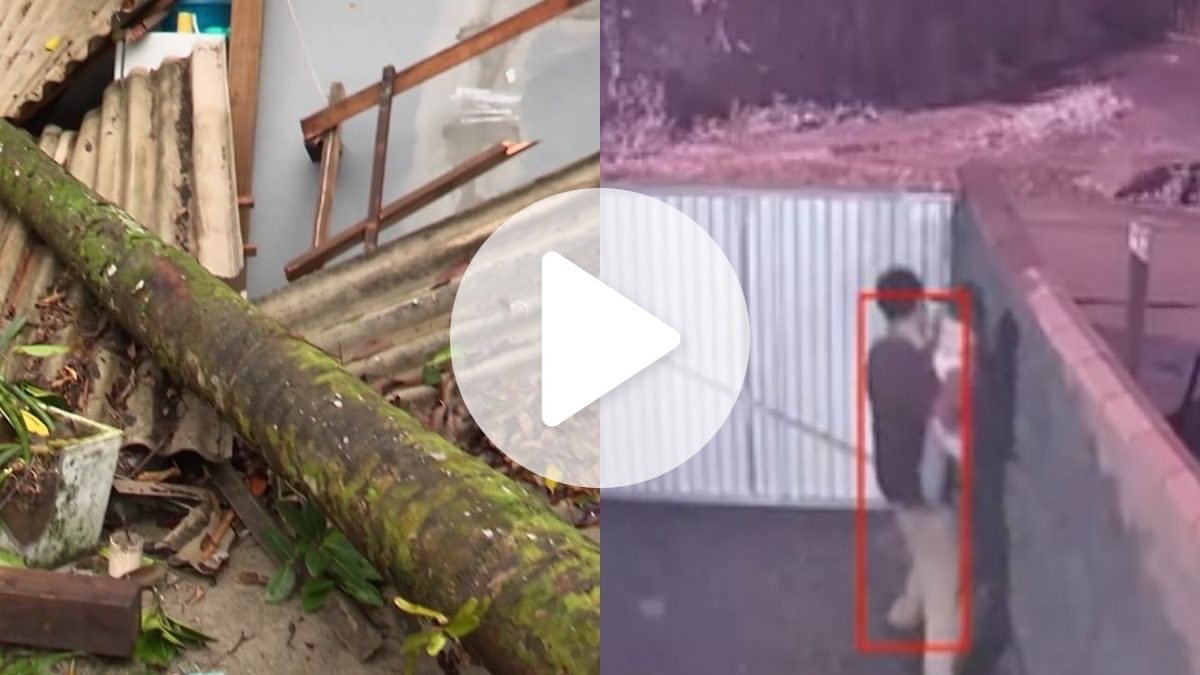 ‘Estouro muito grande’: pai, mãe e criança escapam ‘por pouco’ de queda de árvore que destruiu carro e área de casa em Blumenau