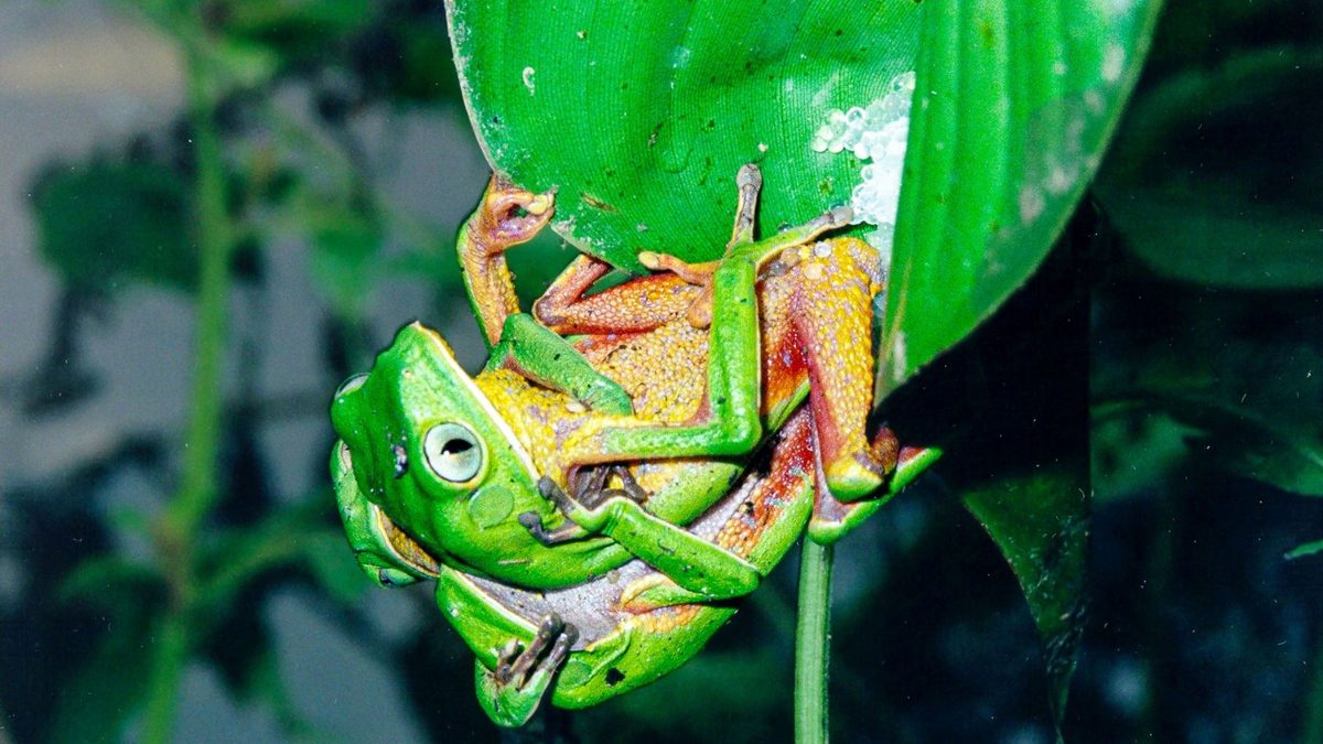 Surto de vírus que causou mortandade de 80% de pererecas-macaco pode ter relação com invasão de rã ‘que muge como boi’ em SC
