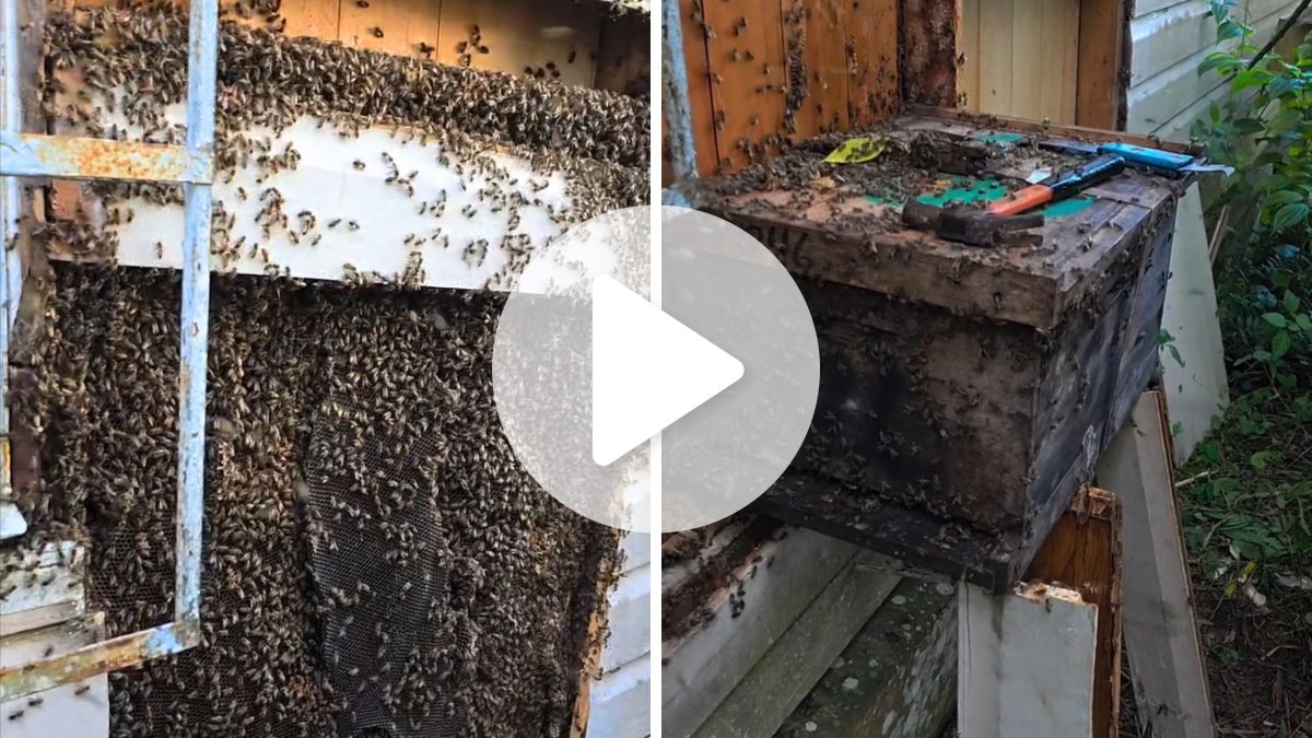 Enxame gigante ocupa parede de casa há anos em Joinville; veja imagens