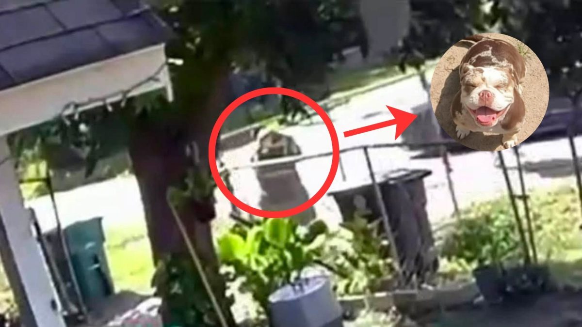 Invasores arrombaram uma casa atrás de um cachorro perdido, mas cometeram outro crime antes de fugir: levaram uma bulldogue francês de 3 anos