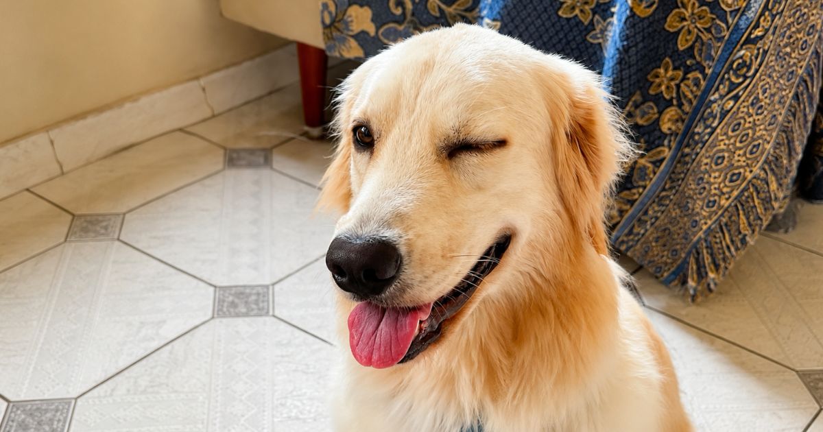 Pesquisadores analisaram 35 cães e descobriram que eles piscam mais ao verem humanos piscarem, mas o efeito só funciona ao olharem para o próprio tutor