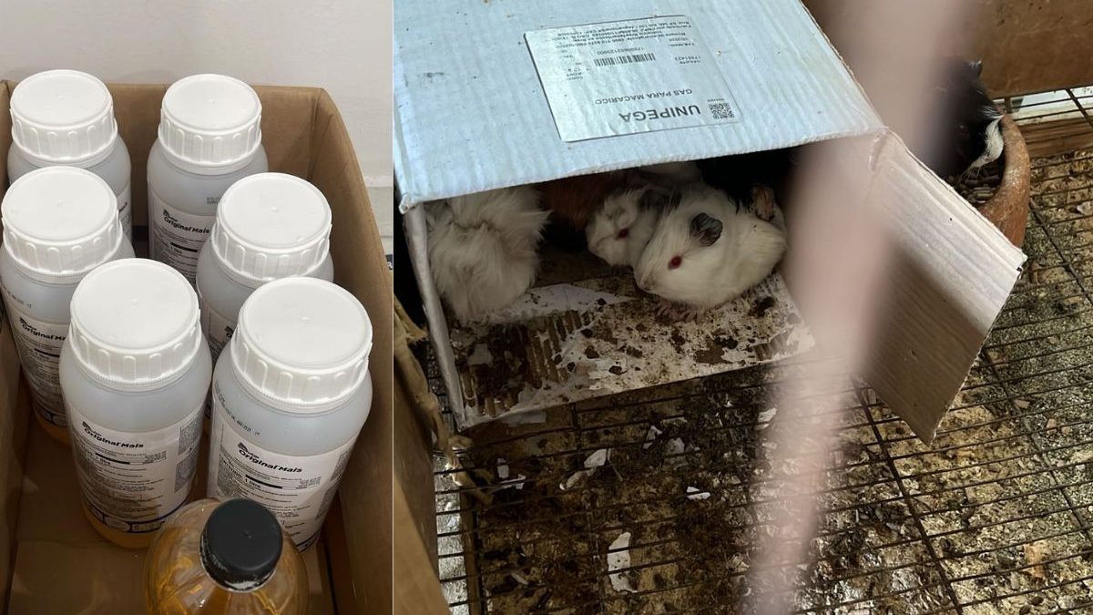 Investigação sobre morte de animais leva polícia a descobrir fabricação ilegal de veneno e prender dez pessoas em SC