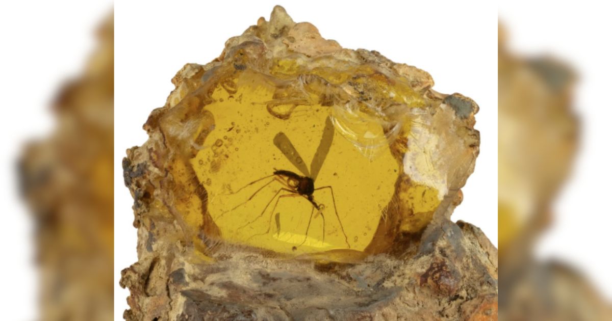Fãs de Jurassic Park disputam objeto de resina em leilão e surpreendem ao pagar R$ 2,2 milhões por um mosquito falso que imita um fóssil pré-histórico