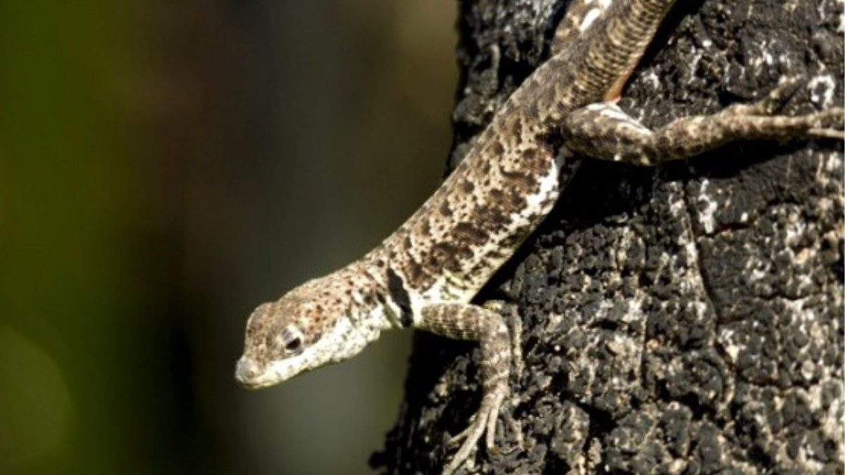 Classificado como ‘criticamente em perigo’, pequeno lagarto exclusivo do Litoral de SC entra na lista de animais ameaçados de extinção