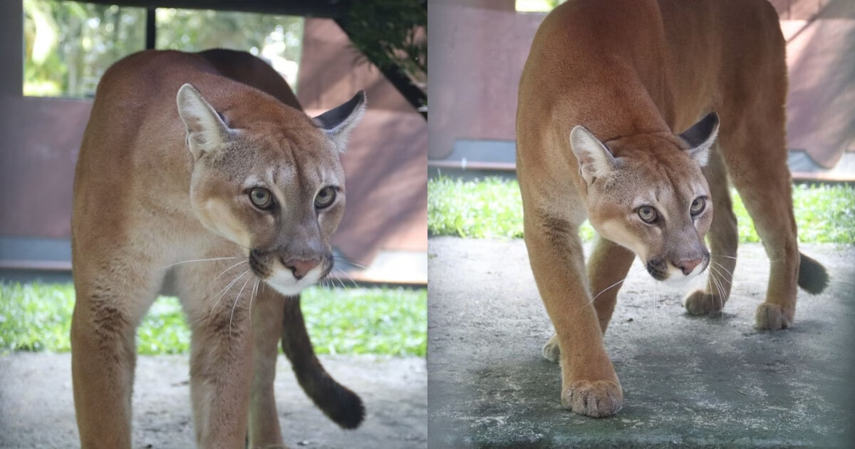 Parque Zoobotânico de Brusque recebe três filhotes de puma resgatados no Paraná