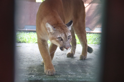 Parque Zoobotânico recebe três filhotes de pumas vindos do Paraná