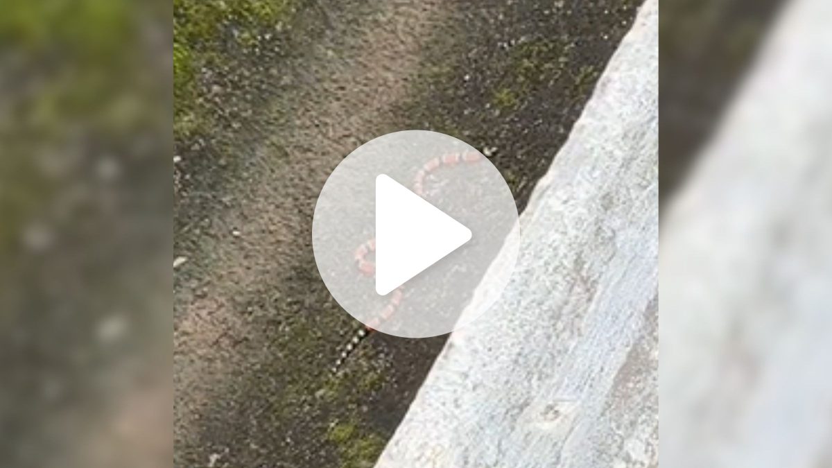 Cobra mais venenosa do Brasil surpreende jovem em caminhada no Mirante de Joinville: ‘Nunca vi de tão perto’